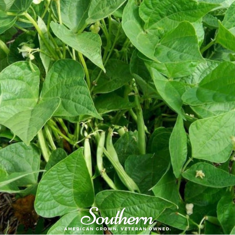 Load image into Gallery viewer, Calypso Orca Bean (Bush) – 25 Seeds
