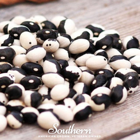 Calypso Orca bush bean seeds package, 25 count, GrowTime Garden Supply