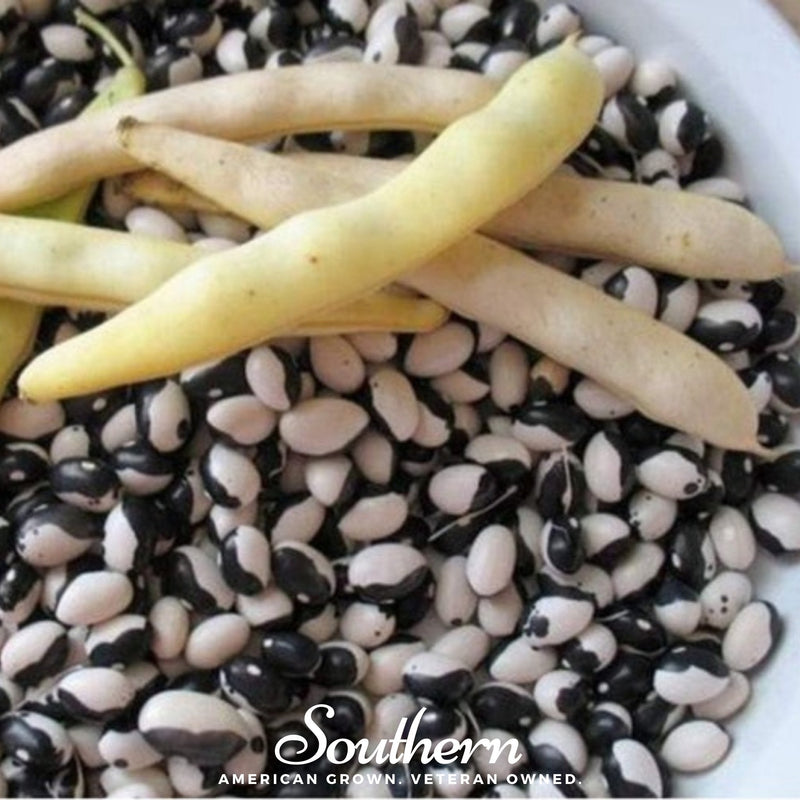 Load image into Gallery viewer, Calypso Orca Bean (Bush) – 25 Seeds
