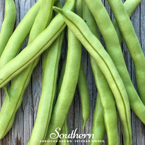 Contender bush bean seeds package, 30 count, GrowTime Garden Supply