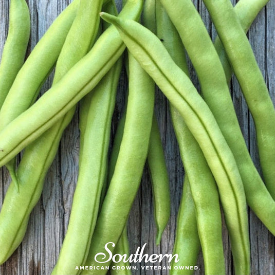 Contender Bean (Bush) – 30 Seeds
