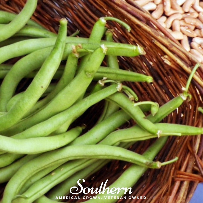 Load image into Gallery viewer, Contender Bean (Bush) – 30 Seeds
