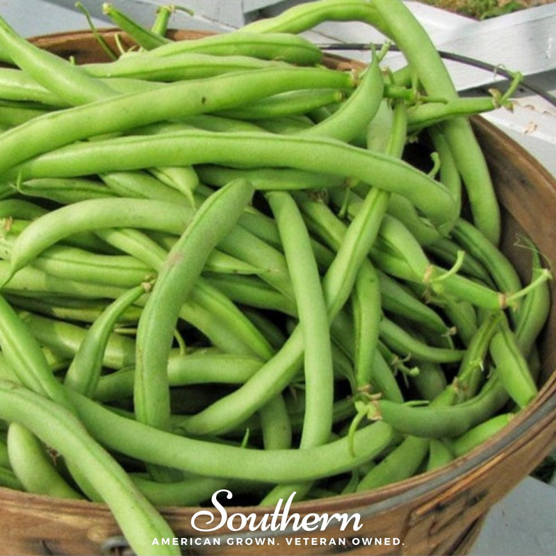 Load image into Gallery viewer, Contender Bean (Bush) – 30 Seeds
