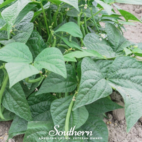 Contender Bean (Bush) – 30 Seeds, additional product view 2
