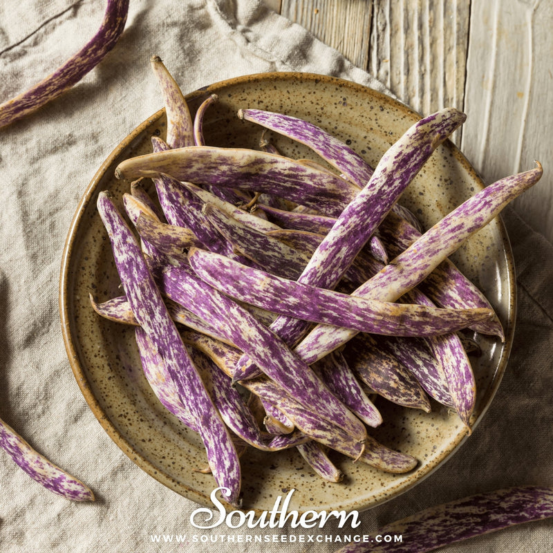 Load image into Gallery viewer, Dragon's Tongue Bean (Bush) – 20 Seeds
