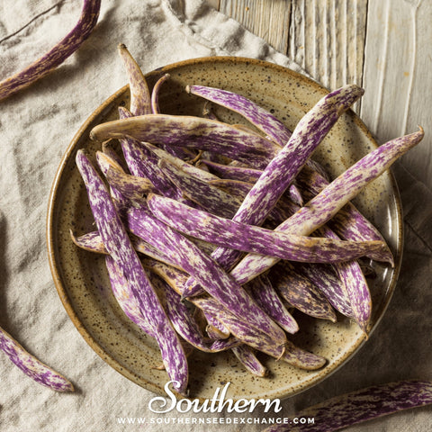 Dragon's Tongue bush bean seeds package, 20 count, GrowTime Garden Supply