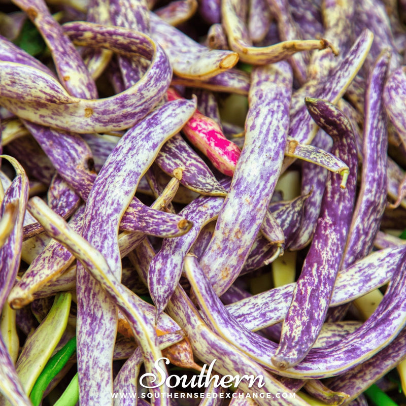 Load image into Gallery viewer, Dragon's Tongue Bean (Bush) – 20 Seeds
