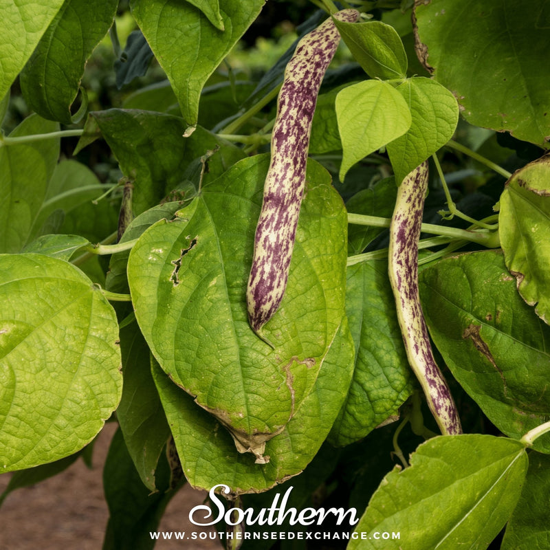 Load image into Gallery viewer, Dragon's Tongue Bean (Bush) – 20 Seeds
