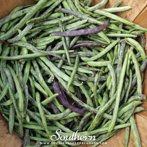 Dragon's Tongue Bean (Bush) – 20 Seeds, additional product view 2