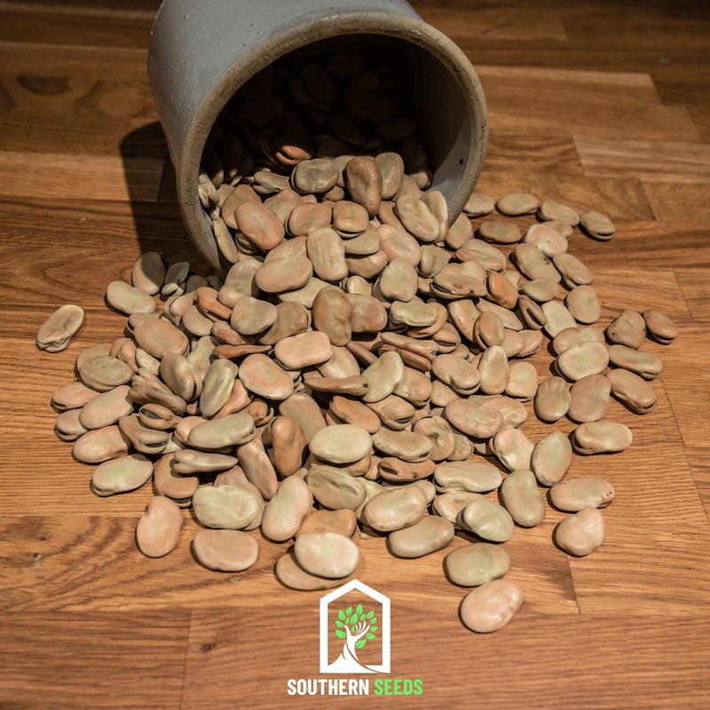 Load image into Gallery viewer, Broad Windsor Fava Bean – 10 Seeds
