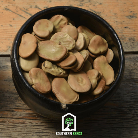 Broad Windsor Fava Bean 10 Seeds