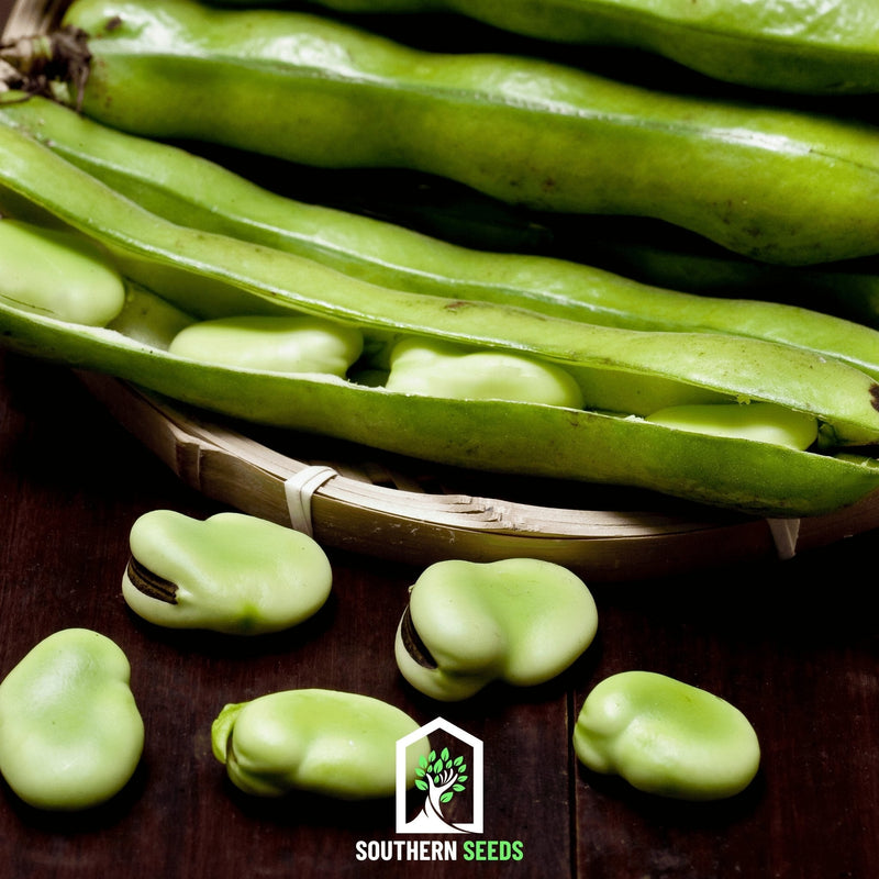 Load image into Gallery viewer, Broad Windsor Fava Bean – 10 Seeds
