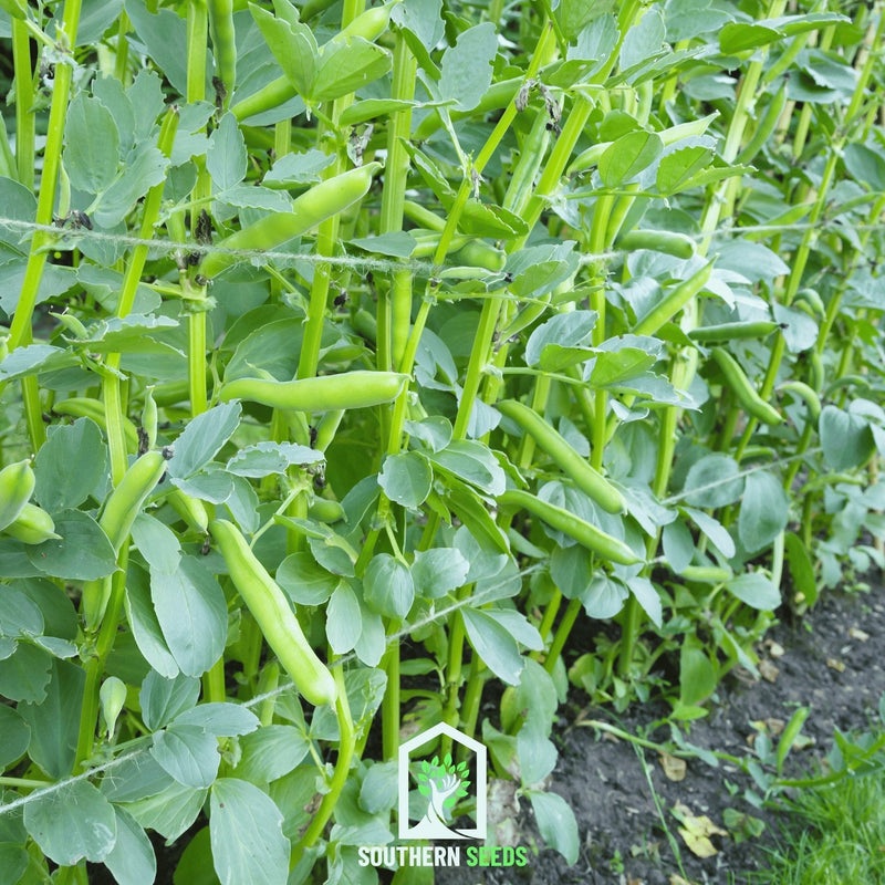 Load image into Gallery viewer, Broad Windsor Fava Bean – 10 Seeds
