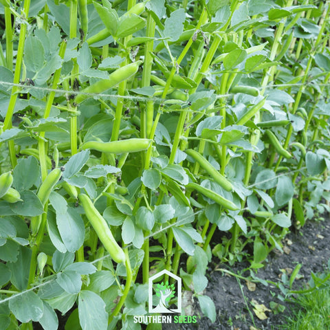 Broad Windsor Fava Bean – 10 Seeds, additional product view 2