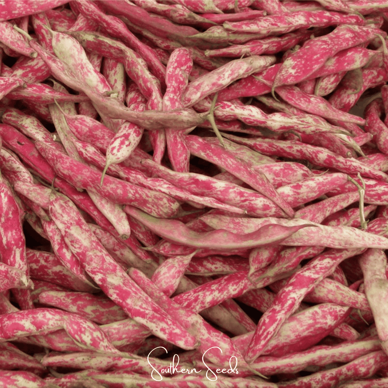 Load image into Gallery viewer, Bean, French Horticulture (Bush) – 30 Seeds
