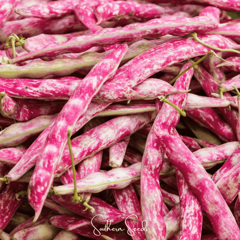 Bean French Horticulture Bush 30 Seeds