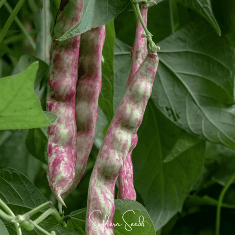 Bean, French Horticulture (Bush) – 30 Seeds, additional product view 2