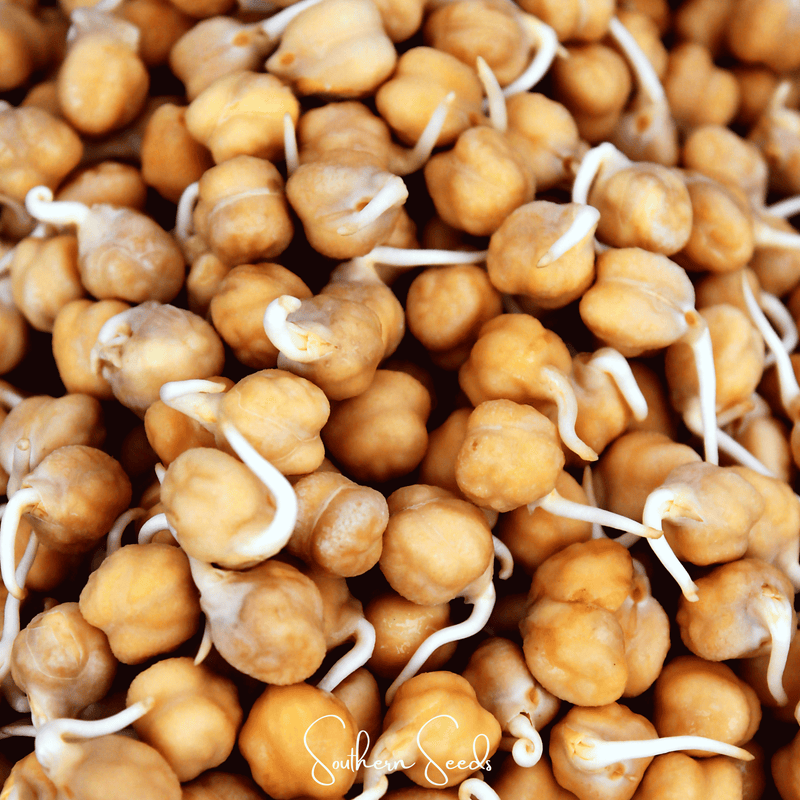 Load image into Gallery viewer, Garbanzo Bean – Chickpea – 20 Seeds
