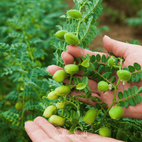 Garbanzo Bean – Chickpea – 20 Seeds, additional product view 2