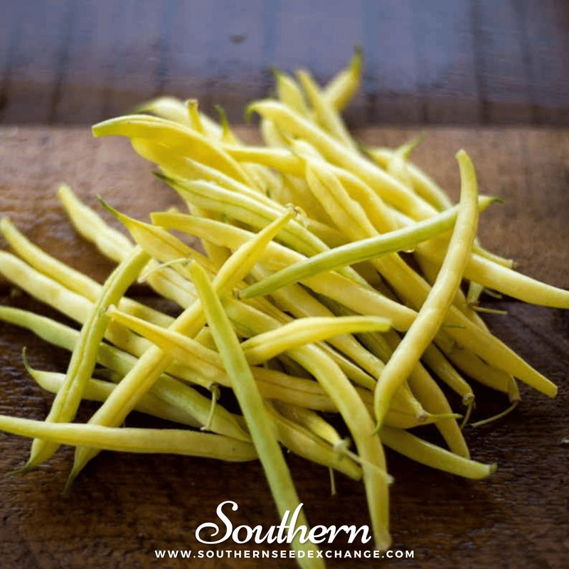 Load image into Gallery viewer, Gold Rush Bean (Bush) – 30 Seeds
