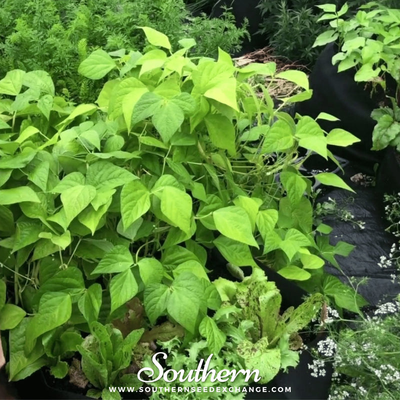 Load image into Gallery viewer, Gold Rush Bean (Bush) – 30 Seeds
