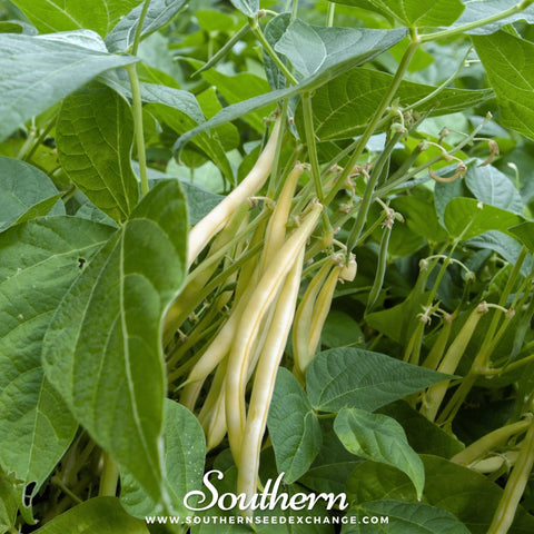 Gold Rush Bean (Bush) – 30 Seeds, additional product view 2