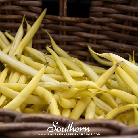 Gold Rush bush bean seeds package, 30 count, GrowTime Garden Supply