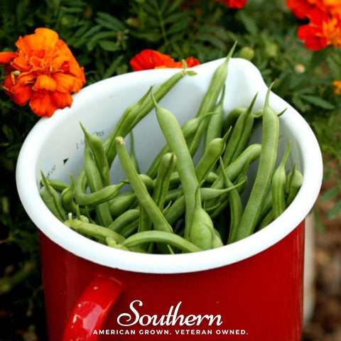 Kentucky Blue Bean (Pole) – 50 Seeds, additional product view 2