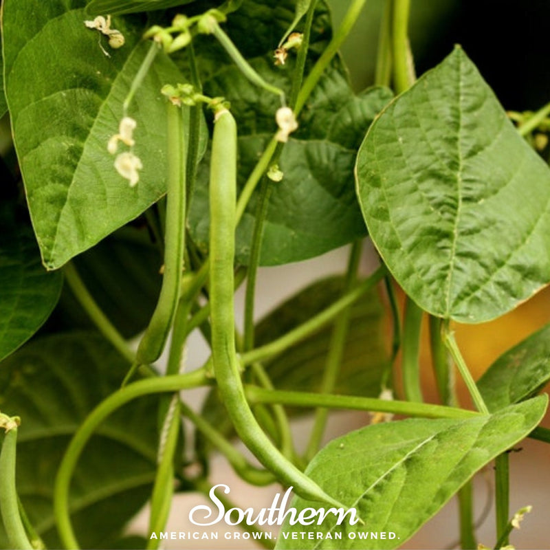 Load image into Gallery viewer, Kentucky Blue Bean (Pole) – 50 Seeds
