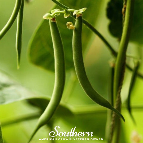 Kentucky Blue pole bean seeds package, 50 count, GrowTime Garden Supply