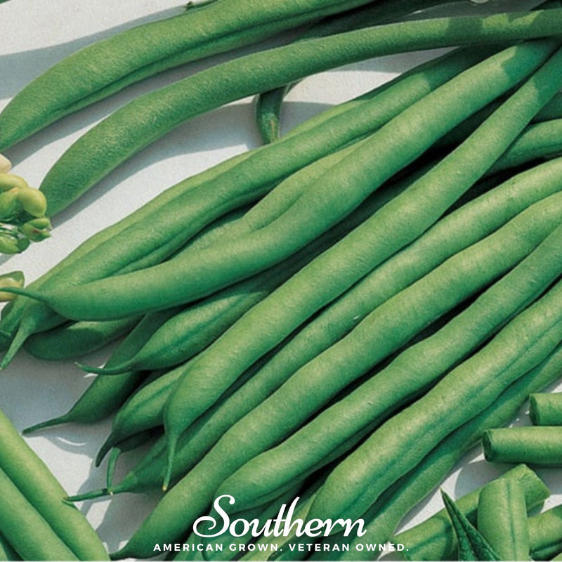 Load image into Gallery viewer, Kentucky Blue Bean (Pole) – 50 Seeds
