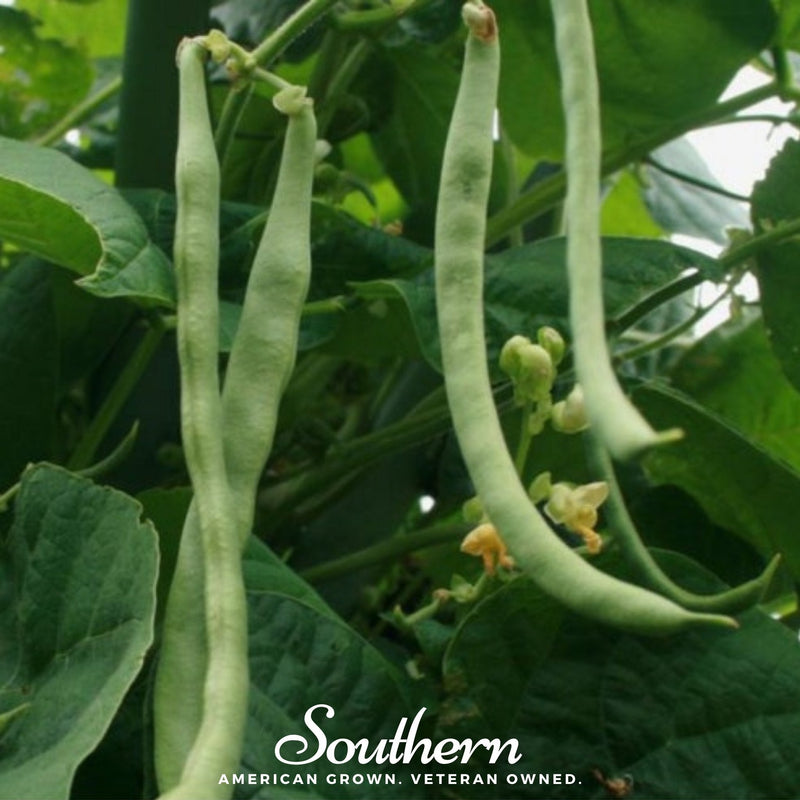 Load image into Gallery viewer, Kentucky Wonder Bean (Pole) – 50 Seeds
