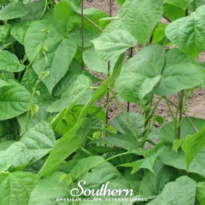 Load image into Gallery viewer, Kentucky Wonder Bean (Pole) – 50 Seeds
