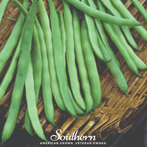Kentucky Wonder pole bean seeds package, 50 count, GrowTime Garden Supply