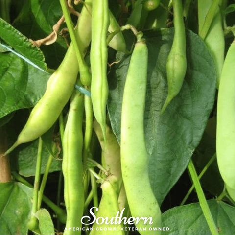 Dark Red Kidney Bean (Bush) – 20 Seeds, additional product view 2