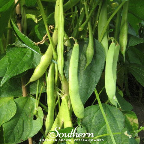 Light Red Kidney Bean (Bush) – 20 Seeds, additional product view 2