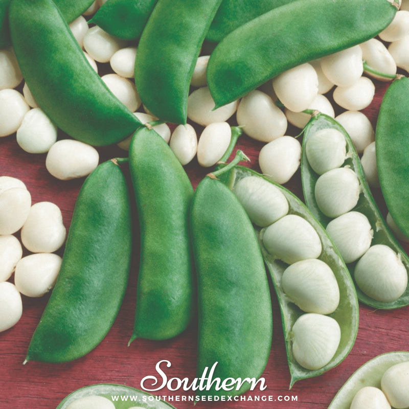 Load image into Gallery viewer, Henderson Lima Bean (Pole) – 15 Seeds
