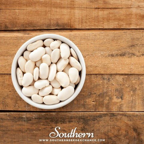 Henderson pole lima bean seeds package, 15 count, GrowTime Garden Supply