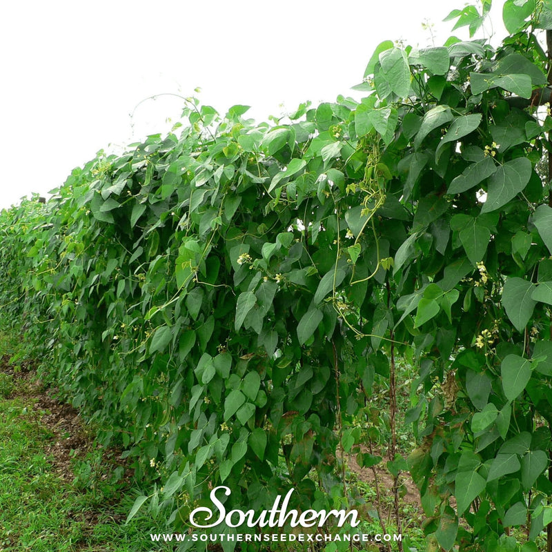 Load image into Gallery viewer, Henderson Lima Bean (Pole) – 15 Seeds
