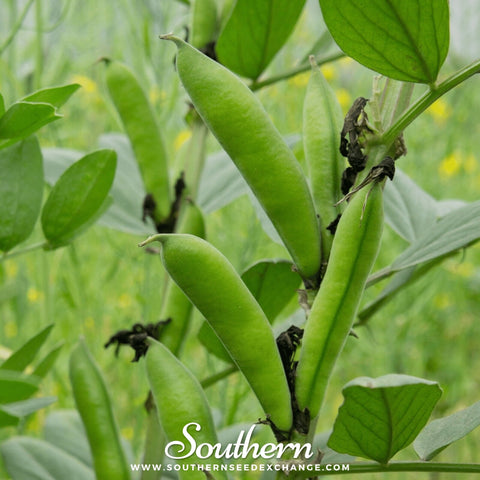 Henderson Lima Bean (Pole) – 15 Seeds, additional product view 2