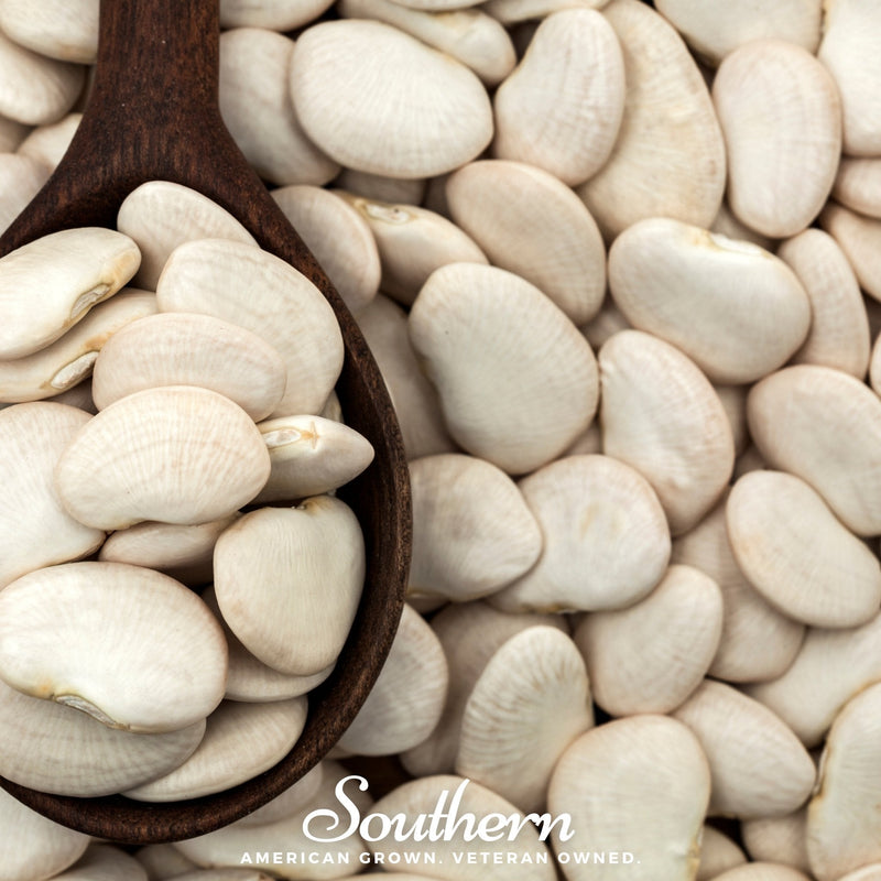 Load image into Gallery viewer, King of the Garden Lima Bean (Pole) – 15 Seeds
