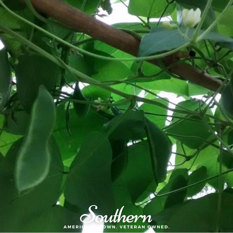Load image into Gallery viewer, King of the Garden Lima Bean (Pole) – 15 Seeds
