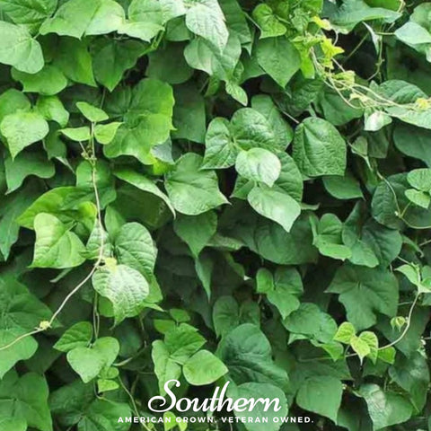 King of the Garden Lima Bean (Pole) – 15 Seeds, additional product view 2