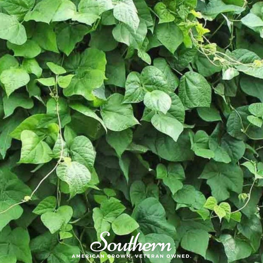 King of the Garden Lima Bean (Pole) – 15 Seeds