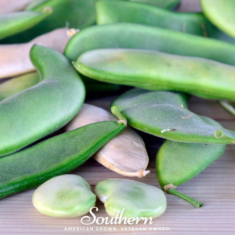 Load image into Gallery viewer, White Dixie Butterpeas Lima Bean (Bush) – 15 Seeds
