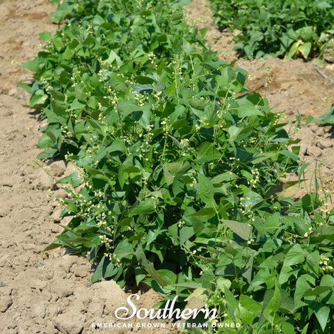 White Dixie Butterpeas Lima Bean (Bush) – 15 Seeds, additional product view 2