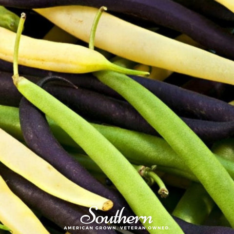 Multicolored Mix Lima Bean (Pole) – 30 Seeds, additional product view 2