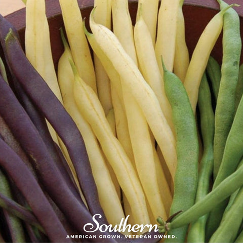 Multicolored mix pole lima bean seeds package, 30 count, GrowTime Garden Supply