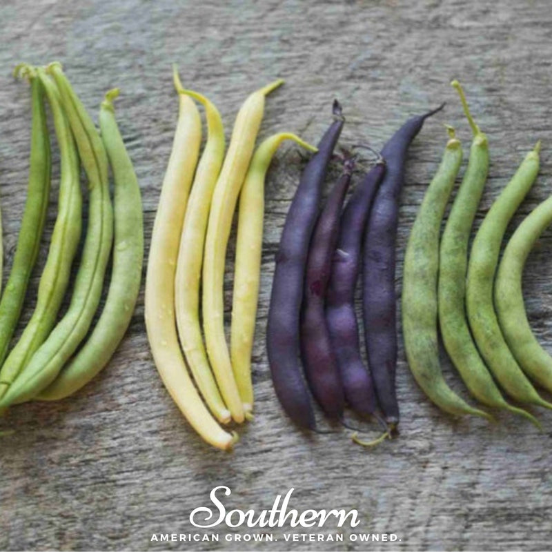 Load image into Gallery viewer, Multicolored Mix Lima Bean (Pole) – 30 Seeds

