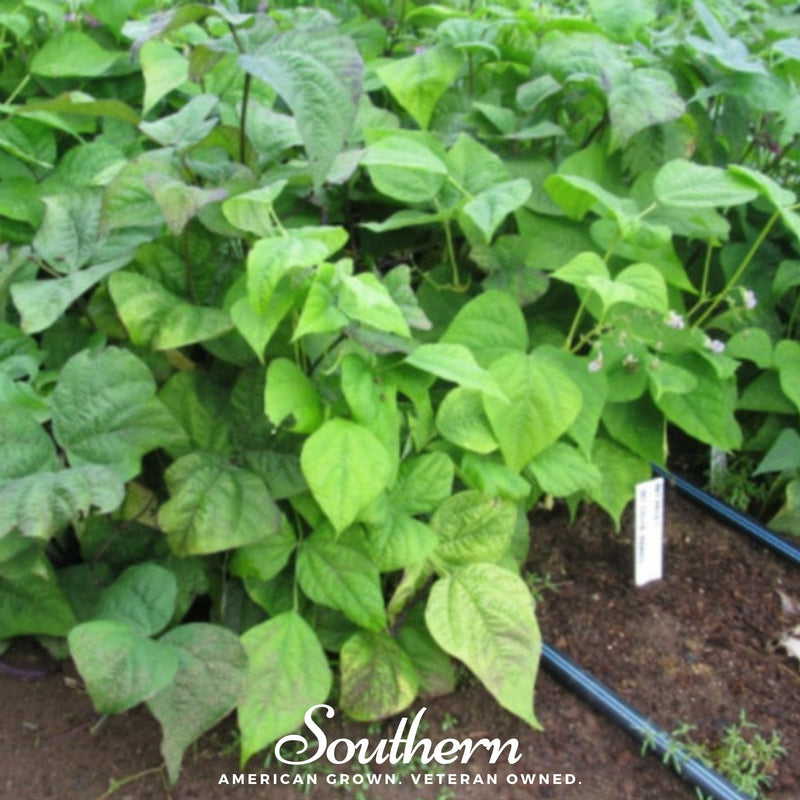 Load image into Gallery viewer, Multicolored Mix Lima Bean (Pole) – 30 Seeds

